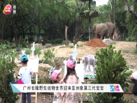广州长隆野生动物世界迎来亚洲象第三代宝宝